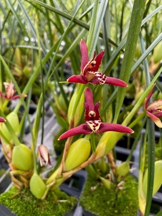 Maxillaria Tenuifolia