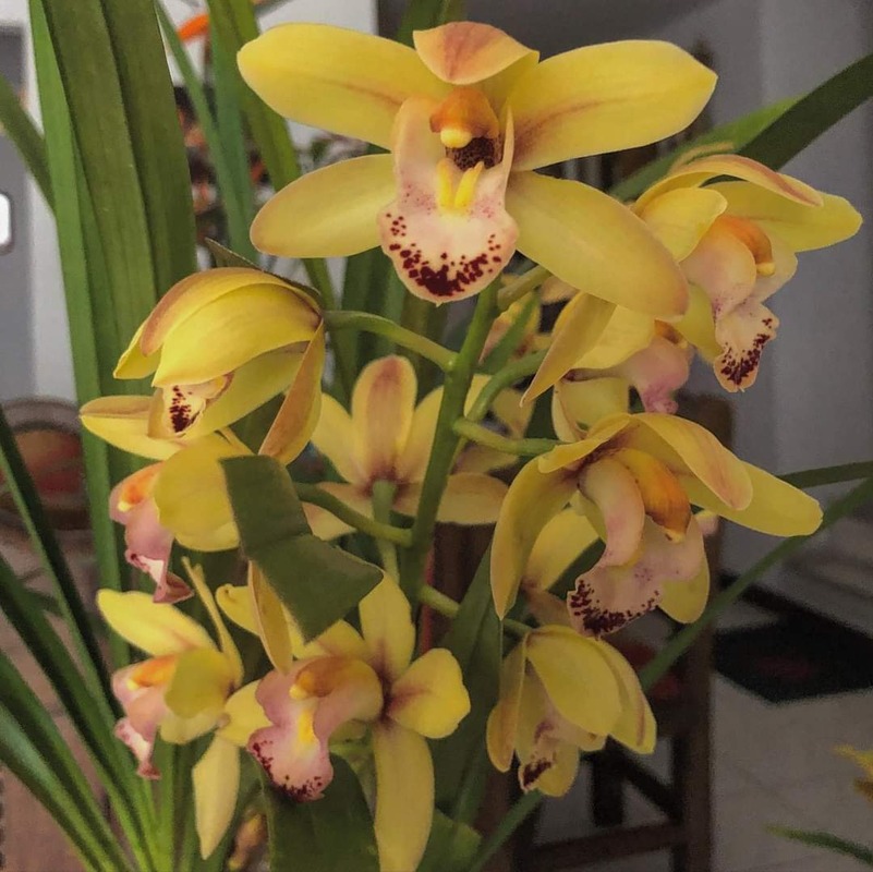 Cymbidium