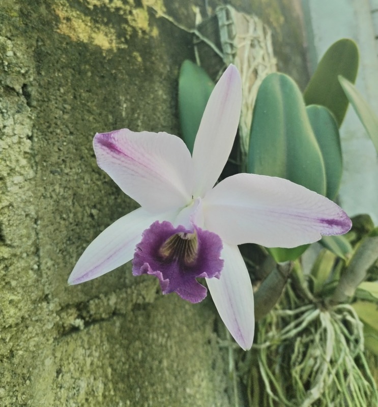 Cattleya Gaskell Pumila