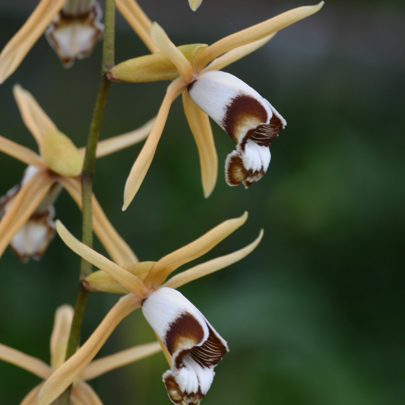 Coelogyne dayana