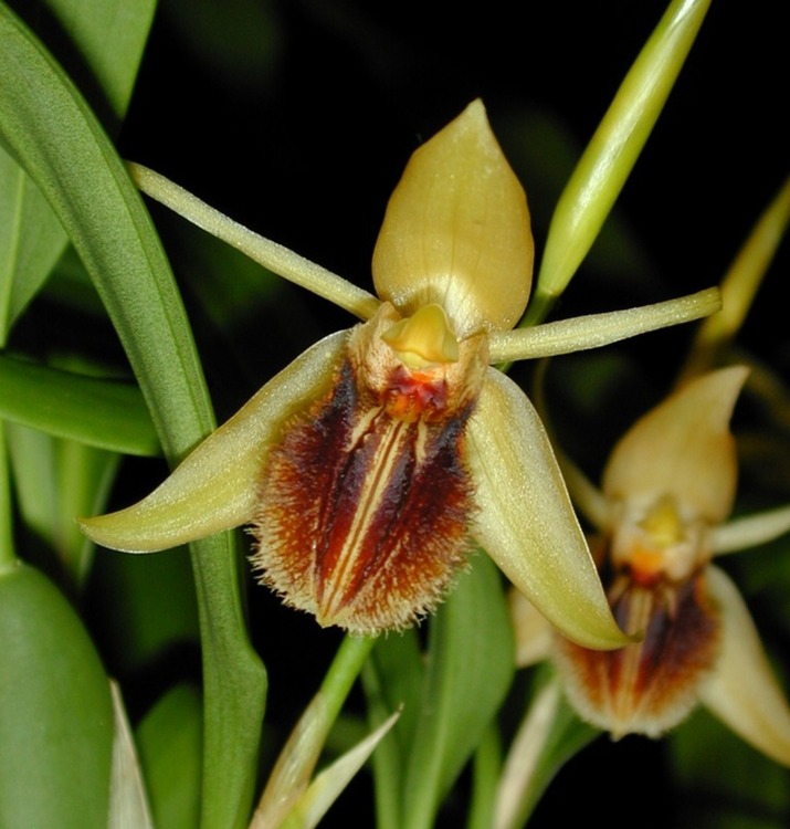 Coelogyne fuscescens