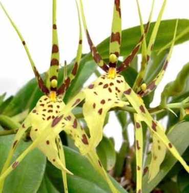 Brassia