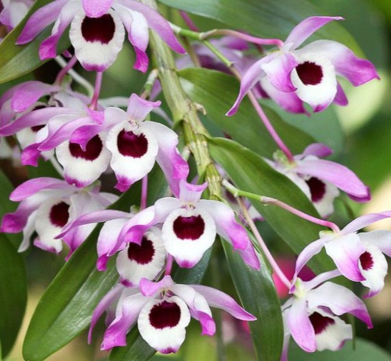 Dendrobium Nobile