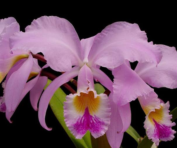 Cattleya gaskelliana