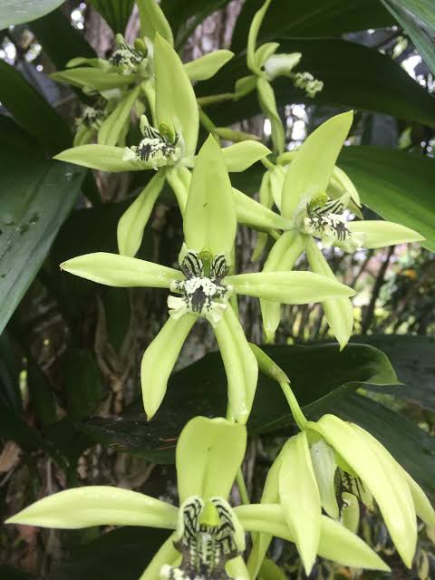 Coelogyne pandurata