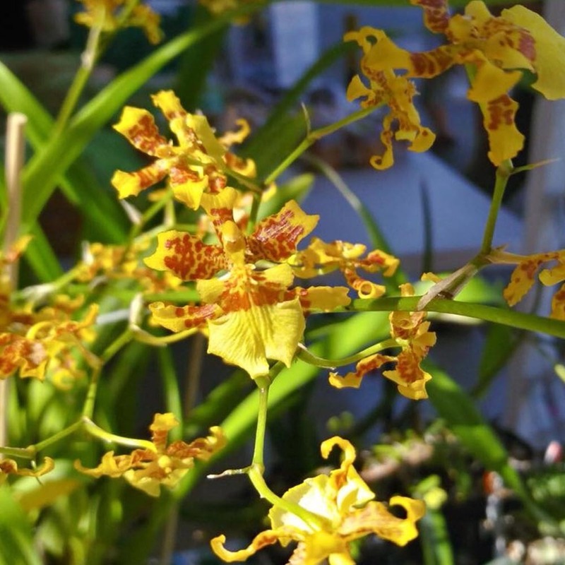 Oncidium (Lluvia de Oro)