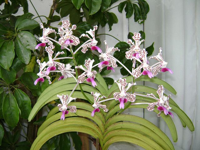 Vanda Tricolor